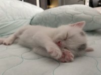 Kar beyazı british shorthair
