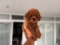Mersin Toy Poodle Orjinal Yavrular