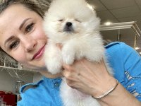 Boo Pomeranian Garantili Çiftliğimizden Yavrularımız