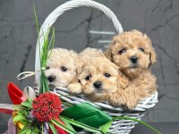 Maltipoo Mini Irk Tüy Dökmez Yavrular