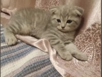 2 aylık yavru scottish fold erkek