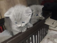 yavru scottish fold