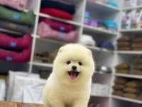 Yeni evlerine gitmeye hazır pomeranian yavruları