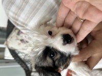 ALERJİM SEBEBİYLE MİNİK BEBEK KÖPEĞİMİZ YUVA ARIYOR ACİL