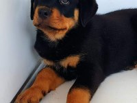 Safkan macar rottweiler