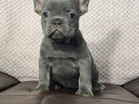 SECERELİ ANNE BABADAN IRK VE SAĞLIK GARANTİLİ FRENCH BULLDOG