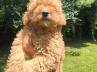 MALTİPOO YAVRULAR
