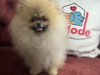 Petmode köpek çiftliğinden teddy face pomeranian