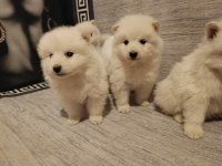 Safkan samoyed yavrular
