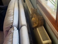 Kedi sahiplendirme tekir