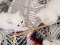 British shorthair scottish straight