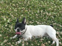 6 Aylık ve 3 Yaşında Dişi French Bulldog