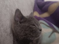 Gri dişi british shorthair