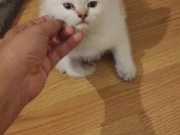 Safkan British shorthair son yavru