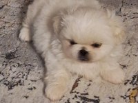 Orijinal safkan pekinez bebek köpekler