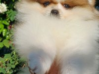 Pomeranian Boo Dişi Tea Cup