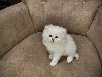Boncuk Gözlüm British Longhair