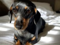 A kalite dachshund yavrular