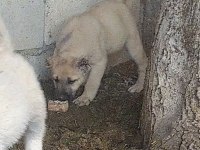 DİŞİ ERKEK 2 ADET KANGAL KÖPEĞİ