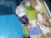 Yavru hamsterlar