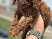 Ankaranın en seçkin toy poodle yavruları