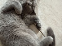 Anne ve baba scottish dişi kedi uyguna verilecek