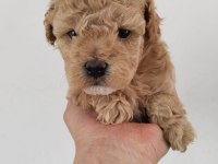 KÜT BURUN A KALİTE MALTİPOO BEBEKLER
