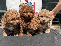 Petmode köpek çiftliğinde ziyarete açık kore maltipoo