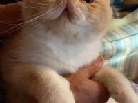 Exotic shorthair Oğlumuza Yuva Arıyoruz | Redpoint