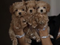 Maltipoo Yavrusu Prensesler