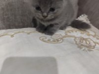 4 haftalık yavrularımısahiplendirmek istiyorum
