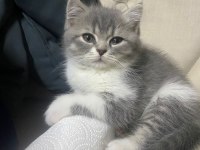 British shorthair yavru kedimiz