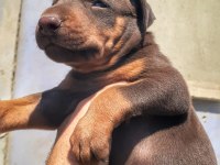 A kalite doberman bebeklerimiz
