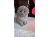 Safkan koca kafa bebek british shorthair yavrularım