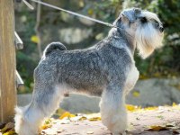 FCI Şecereli Miniature Schnauzer Köpekler