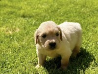 Bebek suratlı golden retriever bebeklerim