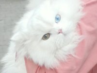 Sevimli british longhair kediler