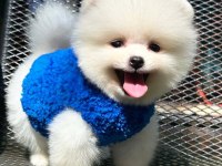 Irk garantili pomerian boo yavrular