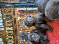 Burkemden aile dostu labrador