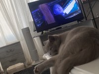 ACİL YUVA ARANIYOR BU TATLI KEDİYE
