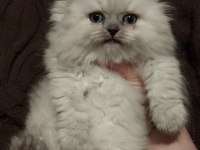 Scottish fold blue point longhair 78 günlük dişi
