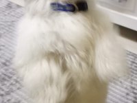6 Aylık Oyuncu Sağlıklı Eğitimli Maltipoo Yavrusu