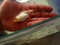 Oranda balıklarımız