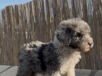 Safkan Labradoodle bebekler