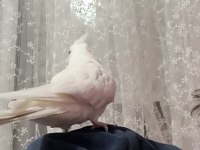 9 aylık kırmızı göz albino sultan papağanı