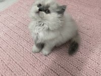 Brıtısh longhair blue point dişi yavru