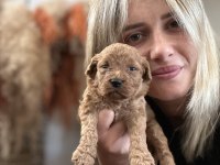 Toy Poodle Yavrularımız