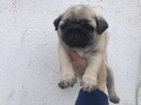 Üst segment pug mops yavrular isteyen