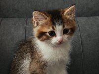 ANNE BRİTİSH BLUE POİNT BABA SOKAK KEDİSİ 3 YAVRU