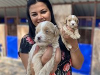 Safkan Maltipoo Yavrularım
